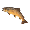 brown trout moffat