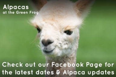 alpacas at the green frog moffat