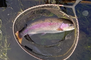 10lb rainbow trout caught at Moffat on a PTN